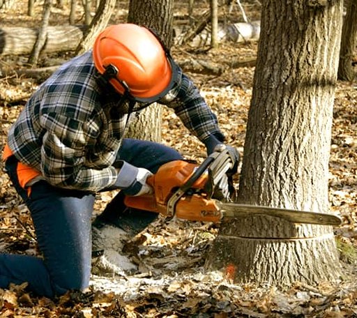 Tree Removal in Crescent, OK